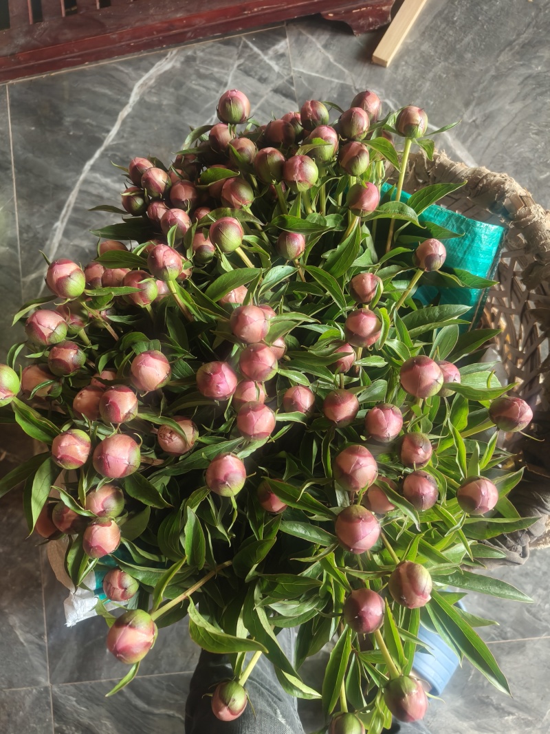 芍药鲜切花