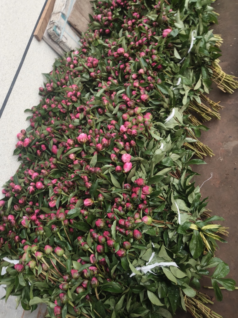 芍药鲜切花