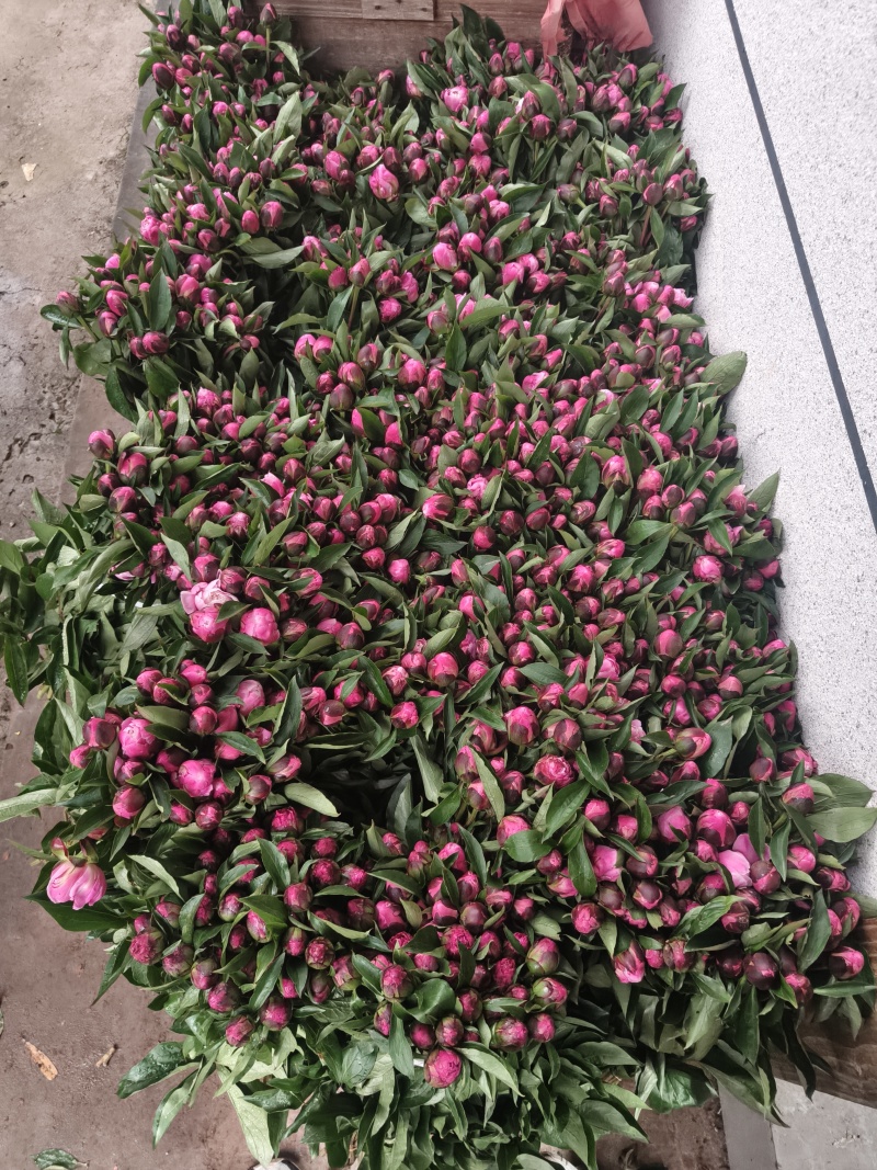 芍药鲜切花
