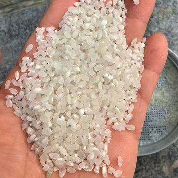 大量珍珠米精品参配可调配价格美丽