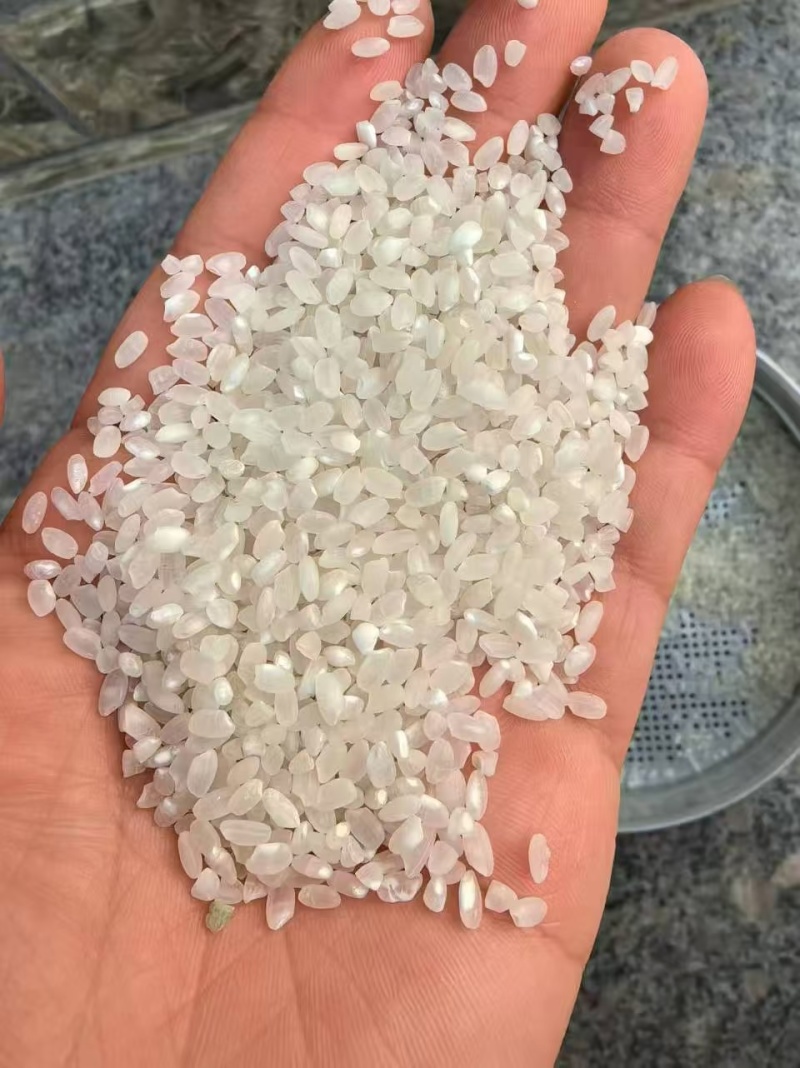 大量珍珠米精品参配可调配价格美丽