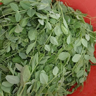 文山碗豆菜