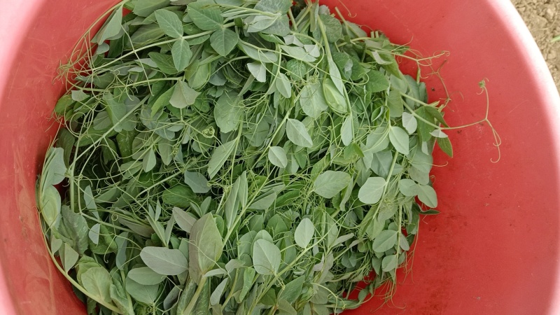 文山碗豆菜