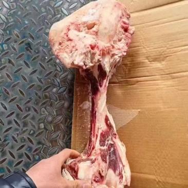 牛腿骨1265