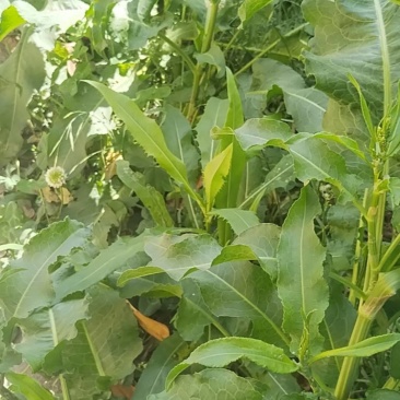 土大黄