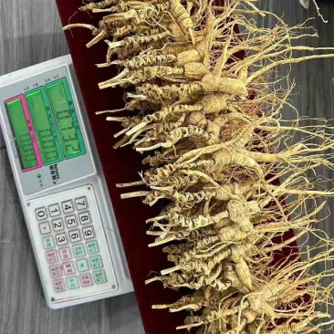 高年份老残参，福利价