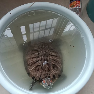 巴西乌龟