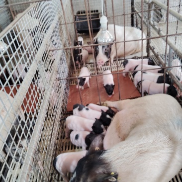 卖小香猪猪苗