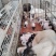 卖小香猪猪苗