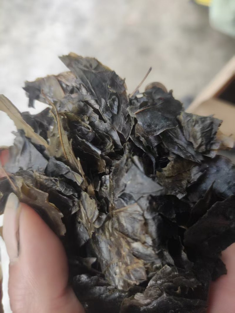 苦丁茶老叶