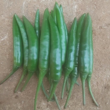小米辣青
