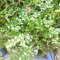 绣花针