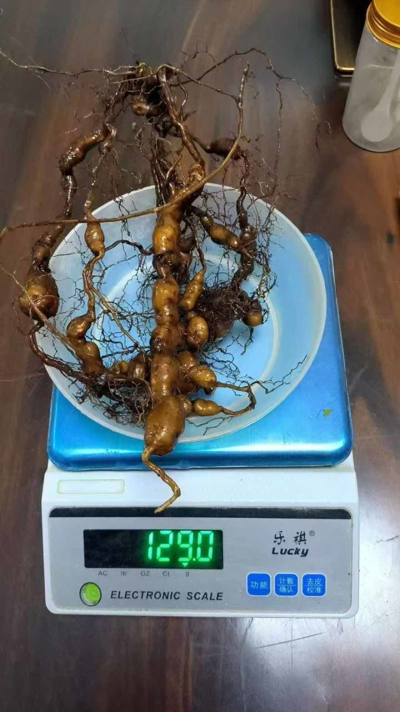 三叶青二代驯化种苗