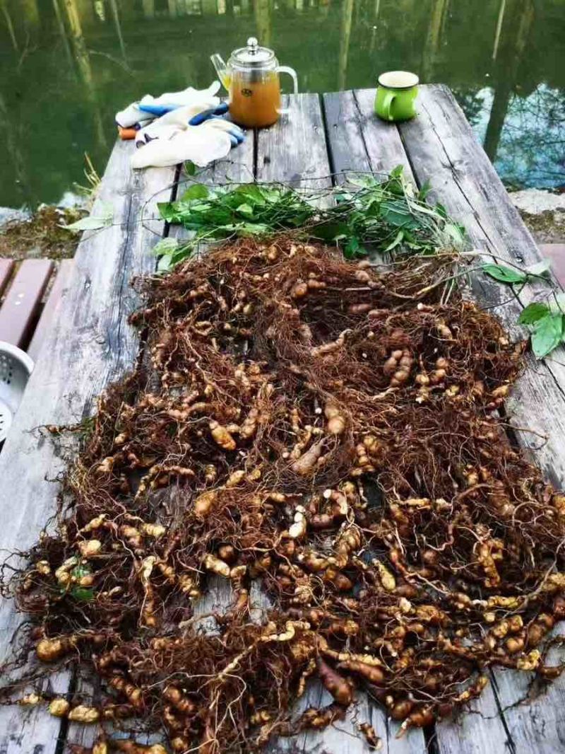 三叶青二代驯化种苗