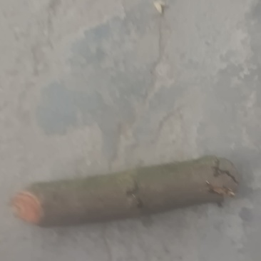 牛马藤