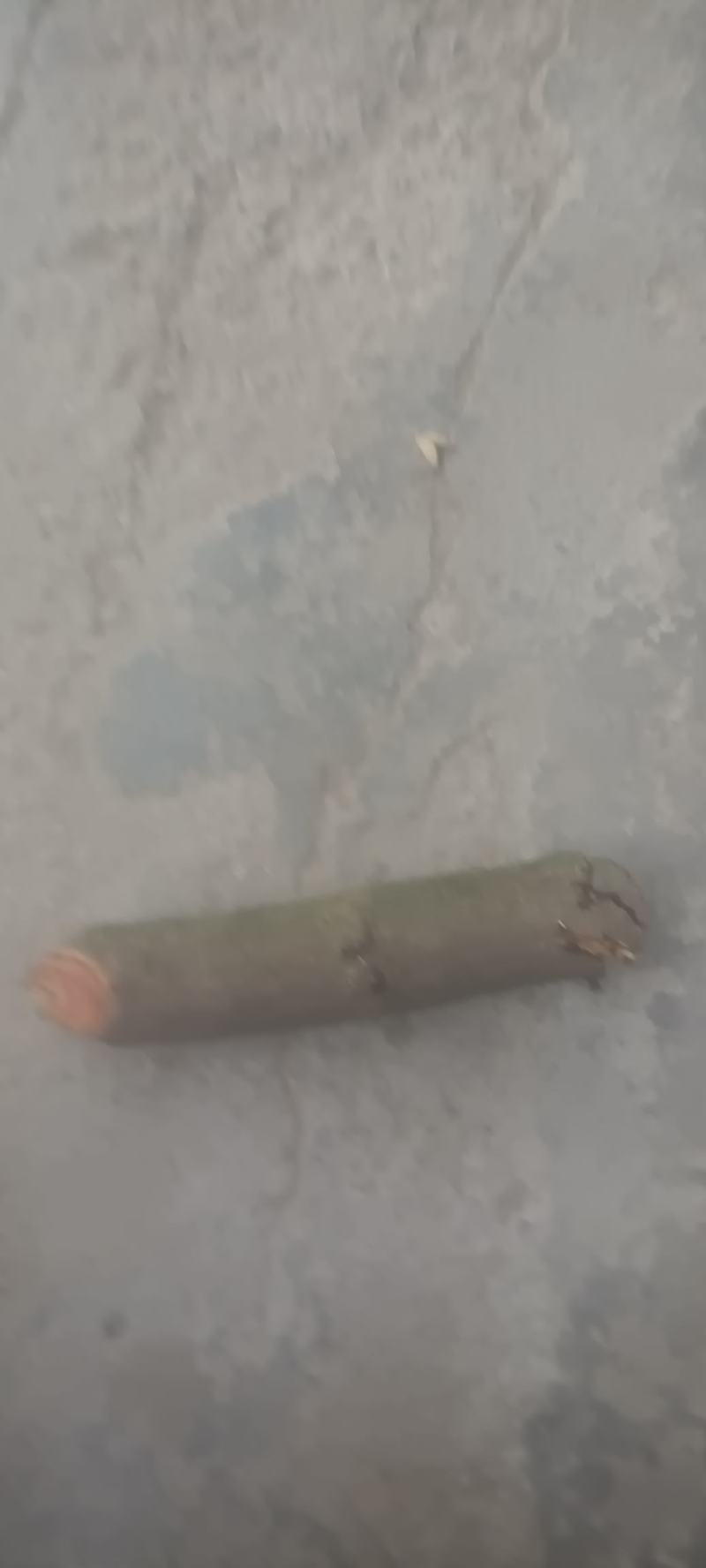 牛马藤