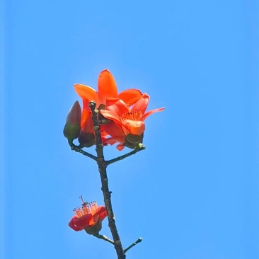 木棉花
