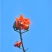 木棉花