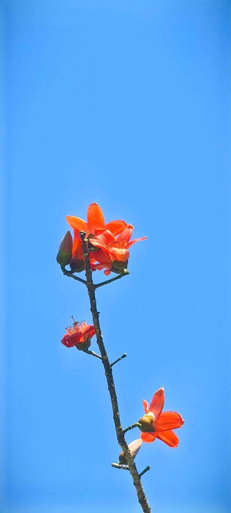 木棉花