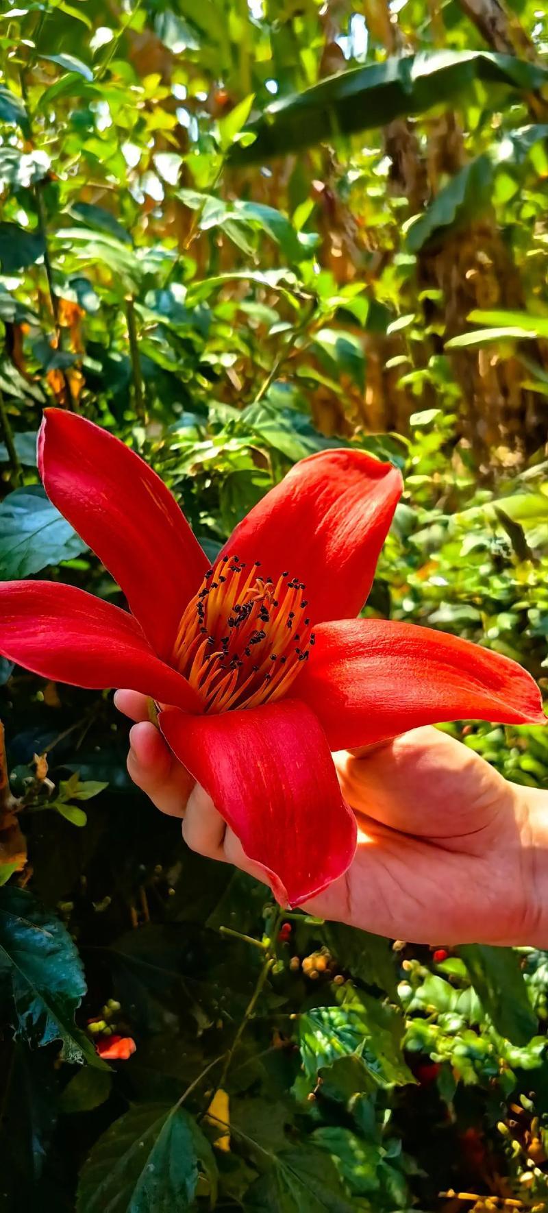 木棉花