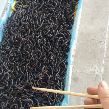 马陆虫干货