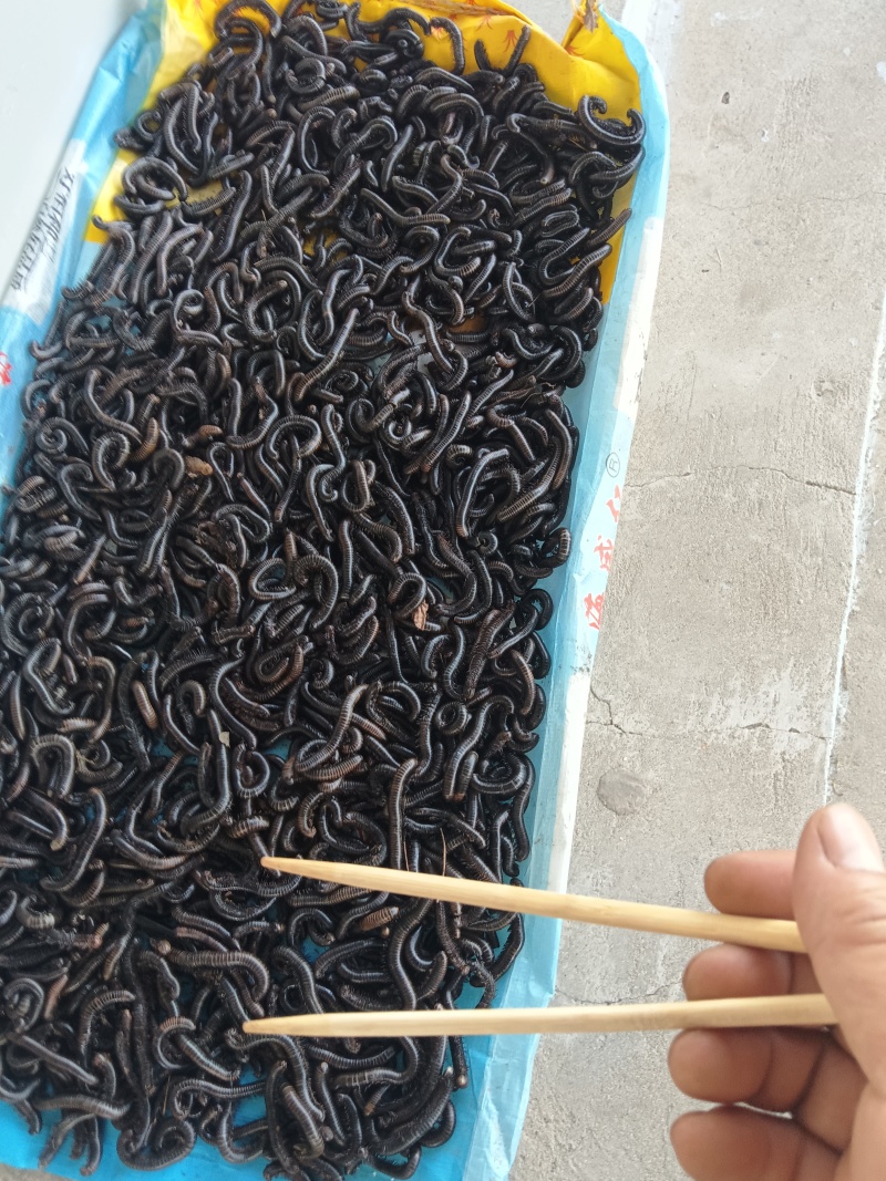 马陆虫干货