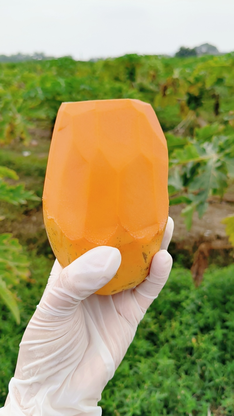 大青水果木瓜
