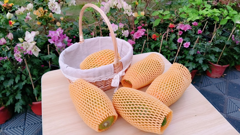 大青水果木瓜