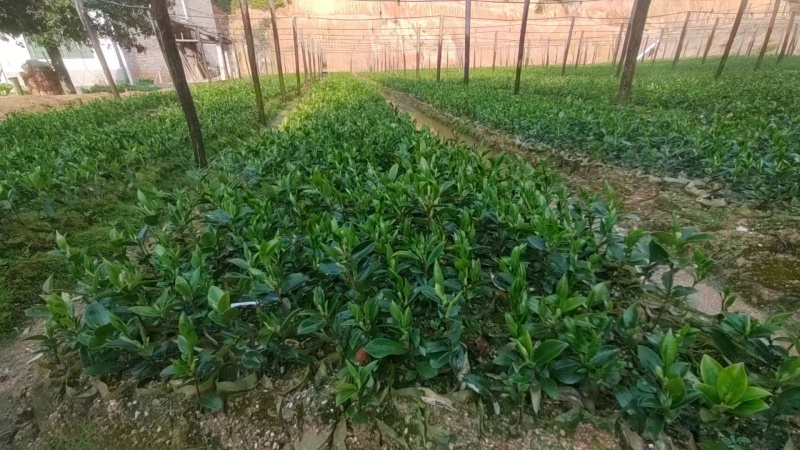 油茶苗