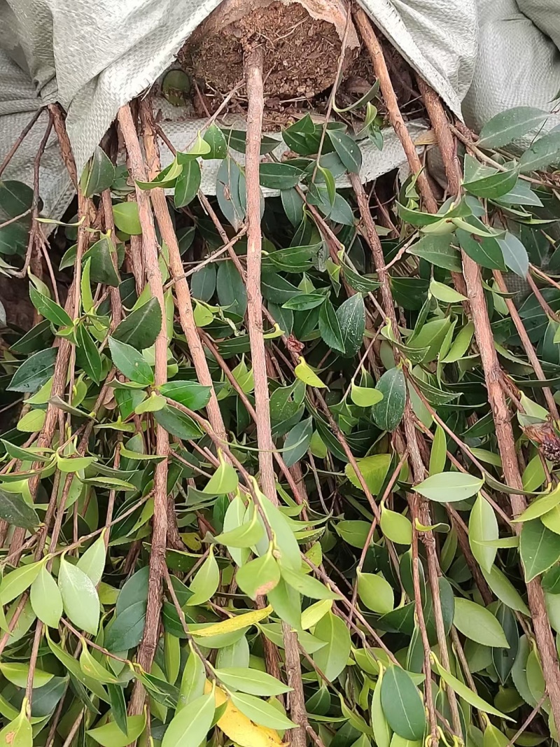 油茶苗