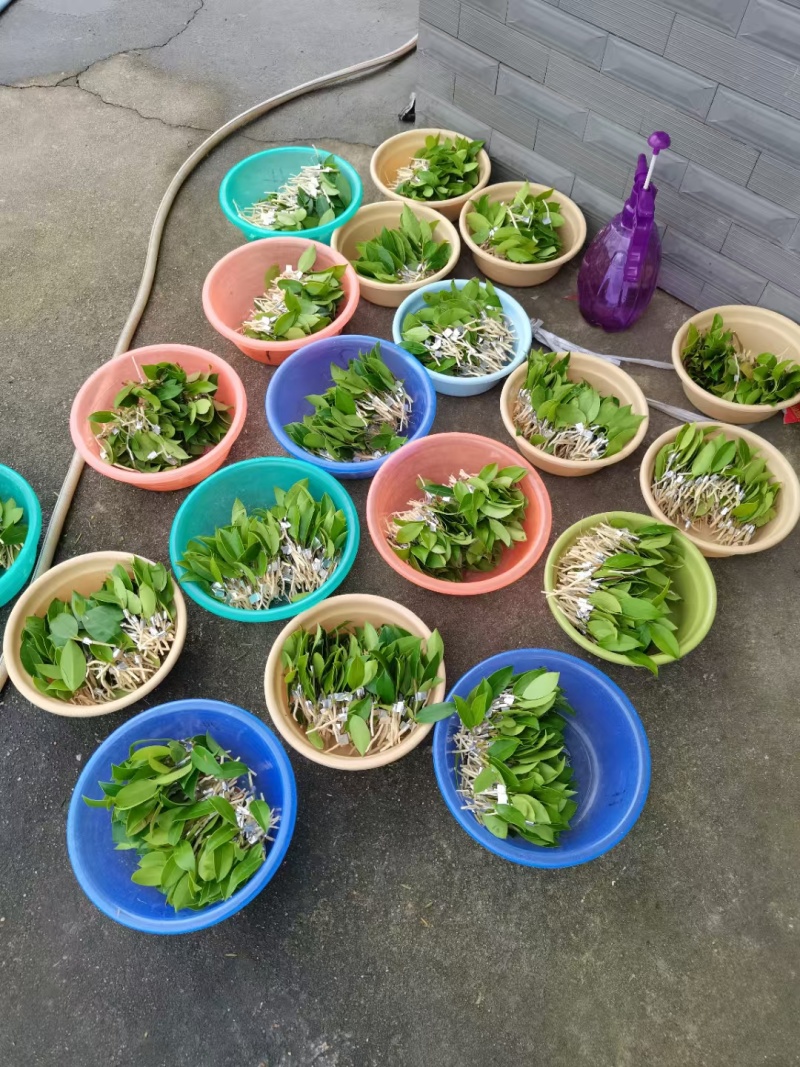 油茶苗