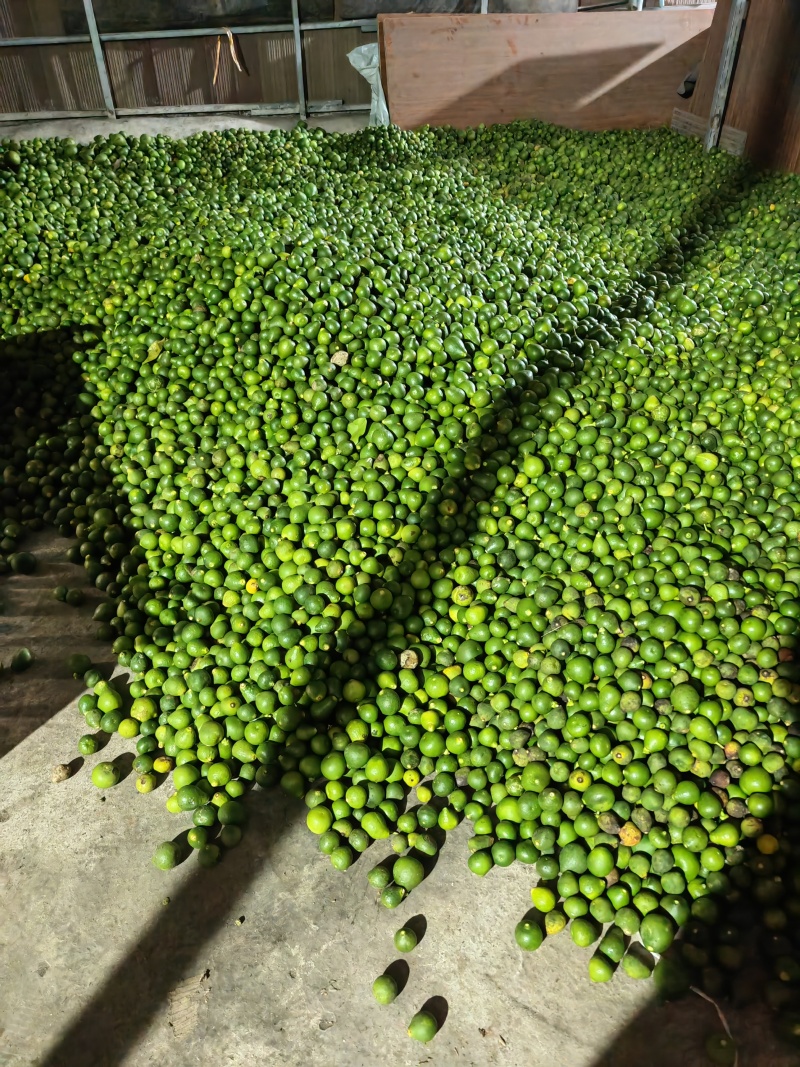 枳实枳壳大量供应鲜果，有需要的老板联系我
