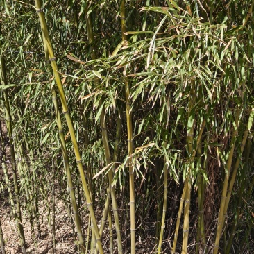 庭院观赏竹子