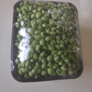 水培青豆苗