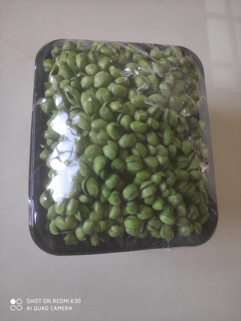 水培青豆苗