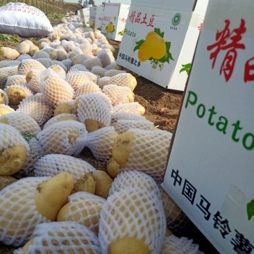 滕州优质土豆
