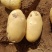 滕州优质土豆