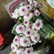 广州小雏菊鲜花基地批发直发水养多头小菊花