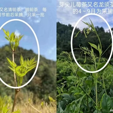 霉茶，藤茶，才茶。