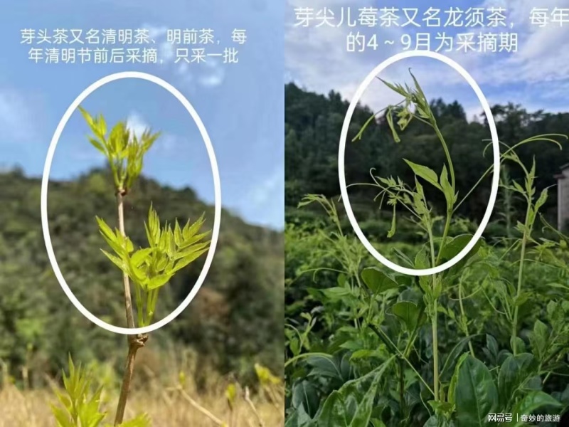 霉茶，藤茶，才茶。