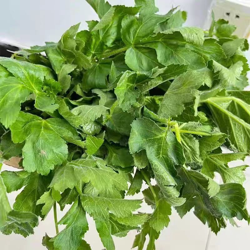 东北山野菜老山芹／老唐芹