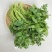 东北山野菜老山芹／老唐芹