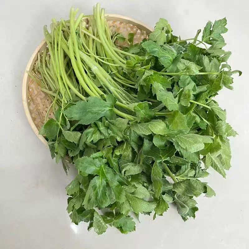 东北山野菜老山芹／老唐芹