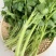 东北山野菜老山芹／老唐芹
