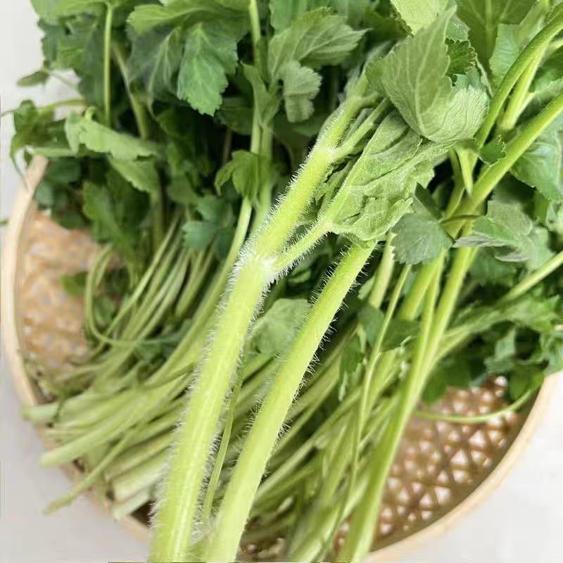 东北山野菜老山芹／老唐芹