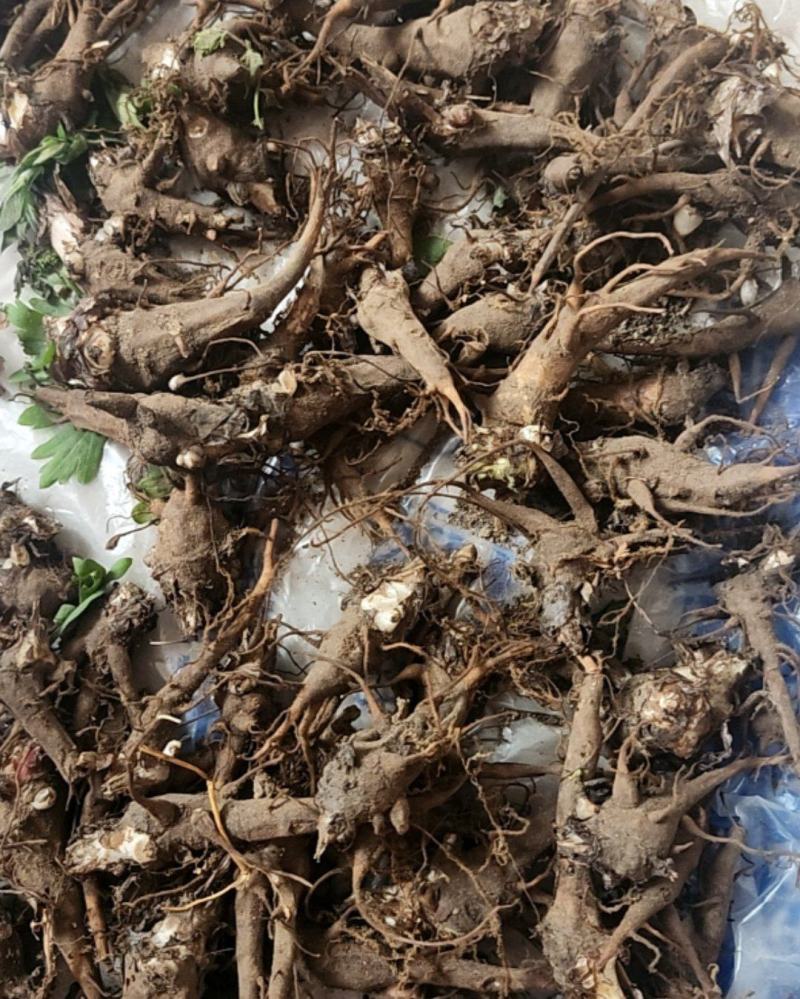 纯野生的鲜品7×1.5㎝