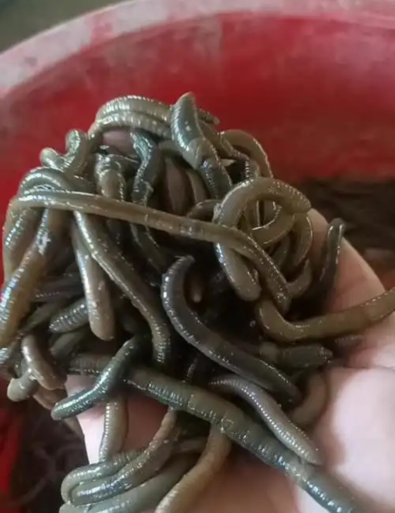 青蚯蚓