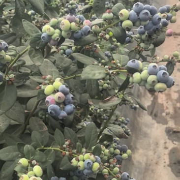 云南花香蓝莓基地直发保质保量现摘现发对接全国