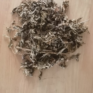 野生带杆艾草