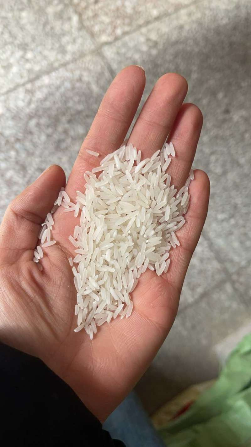 广西香米